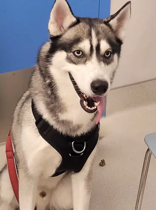 Hoboken Vets Animal Clinic Picture 6