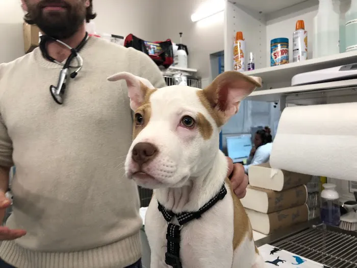 Hoboken Vets Animal Clinic Picture 5