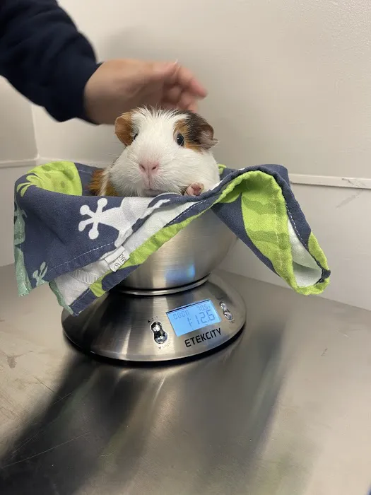 Hoboken Vets Animal Clinic Picture 4