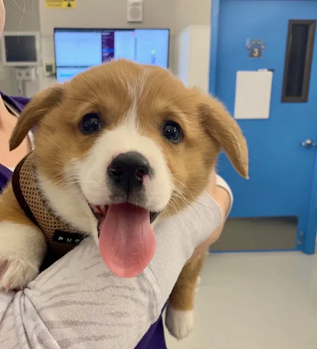 Hoboken Vets Animal Clinic Picture 10