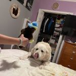 Union City Animal Clinic