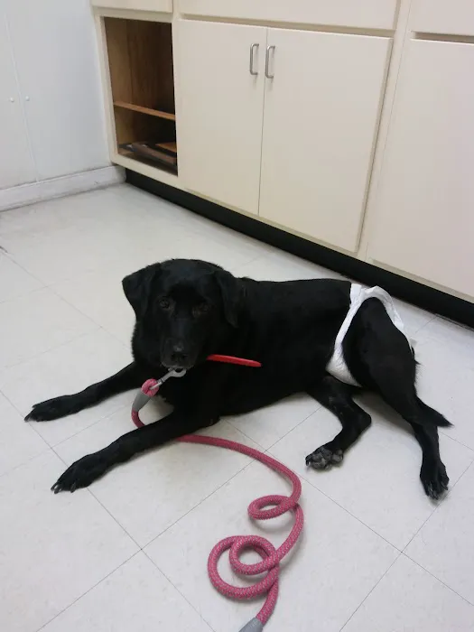 Union City Animal Clinic Picture 4