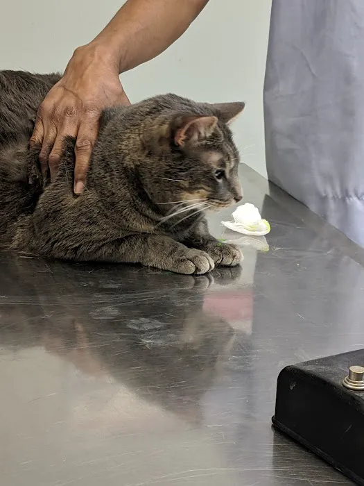 Union City Animal Clinic Picture 7