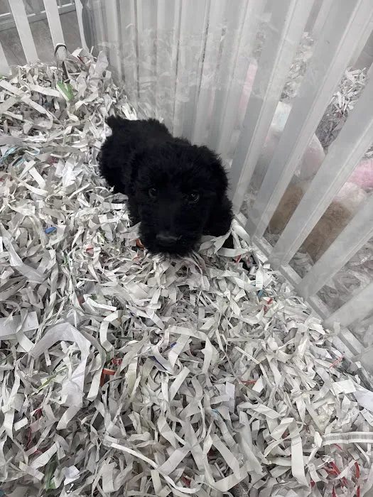 Puppies For Less - Sky Pointe Las Vegas Picture 3