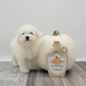 The Puppy Store Las Vegas Picture 5