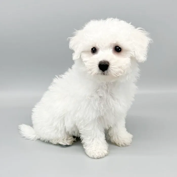 The Puppy Store Las Vegas Picture 9