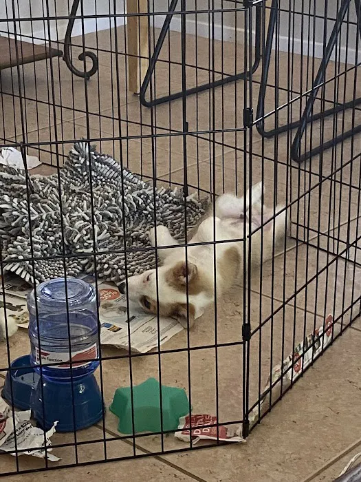 The Puppy Store Las Vegas Picture 7