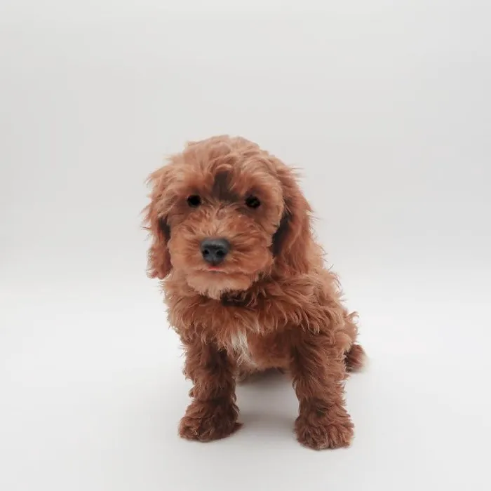 The Puppy Store Las Vegas Picture 8