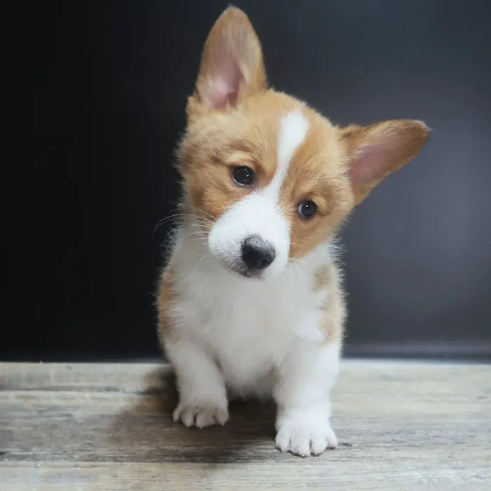The Puppy Store Las Vegas Picture 10