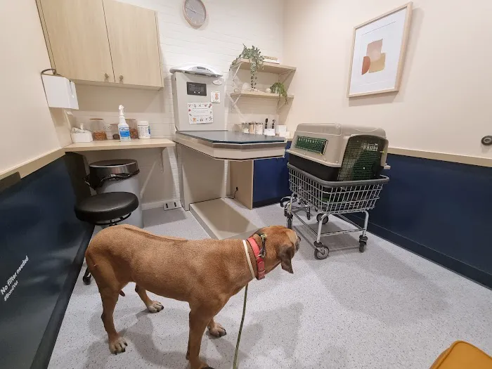 Bond Vet - Hoboken Picture 3