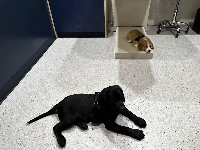 Bond Vet - Hoboken Picture 9