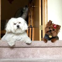 Banfield Pet Hospital ico