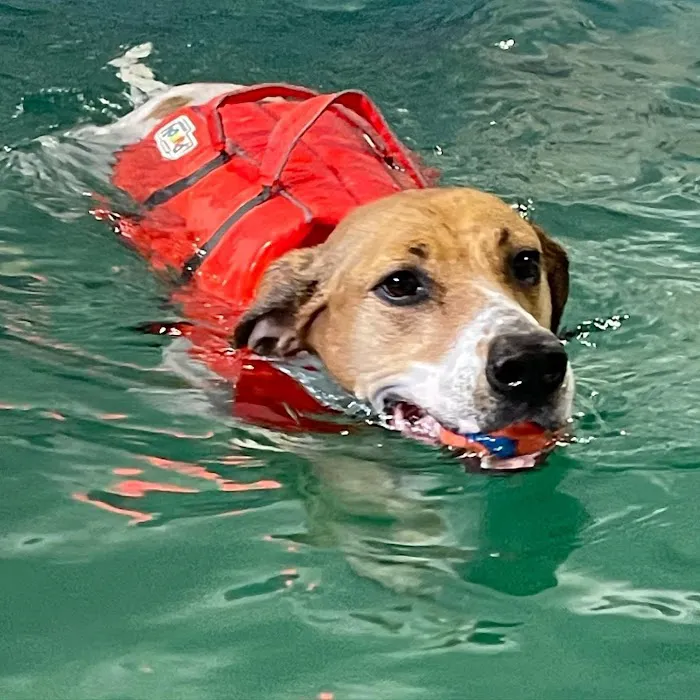 K9 Aquatics Picture 6