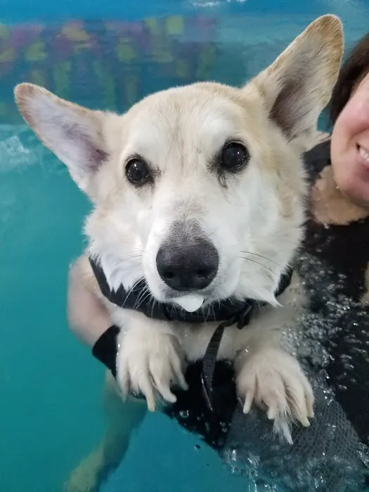 K9 Aquatics Picture 5
