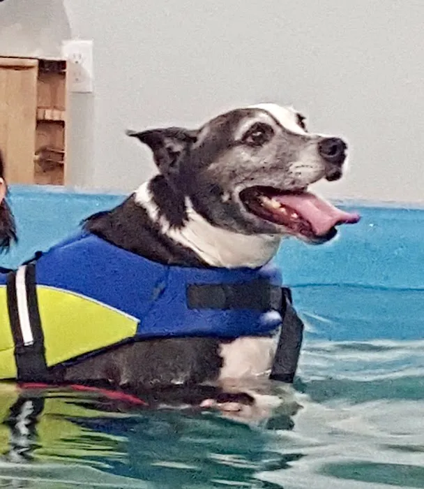 K9 Aquatics Picture 10