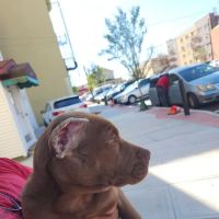 Summit Animal Clinic ico