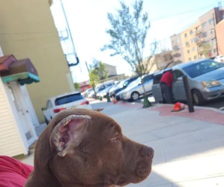 Summit Animal Clinic