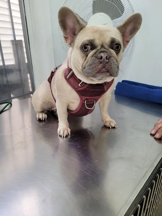 Summit Animal Clinic Picture 4