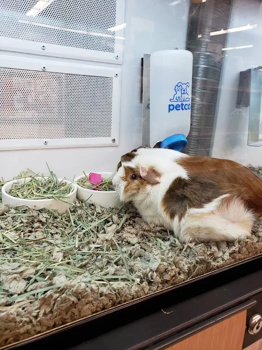 Petco Picture 6