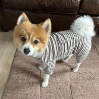 Seaport Animal Hospital ico