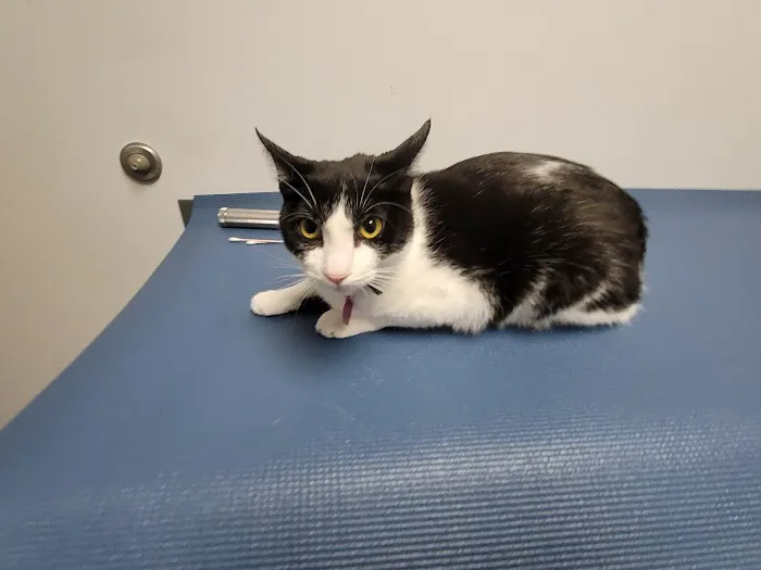 Seaport Animal Hospital Picture 5
