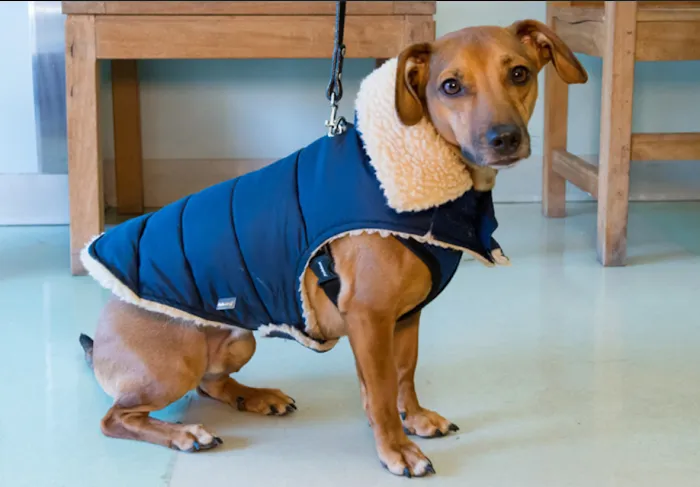 Seaport Animal Hospital Picture 6