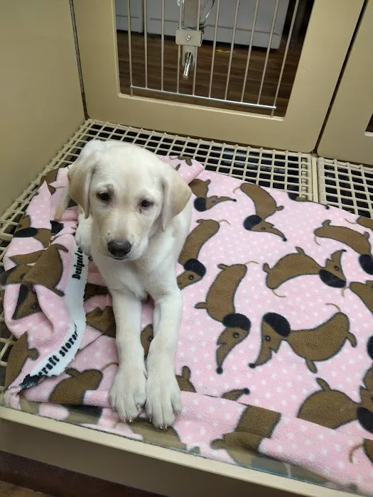 Petland Henderson Picture 4