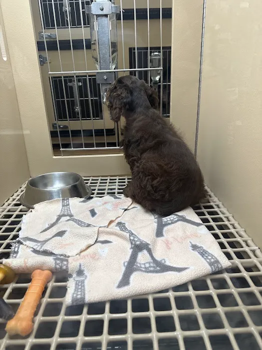 Petland Henderson Picture 10