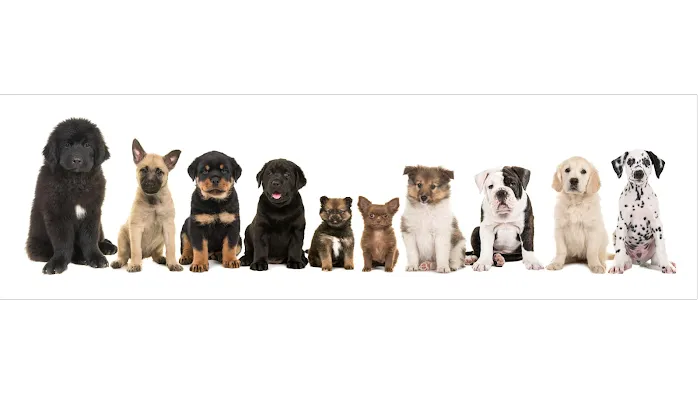 The Puppy Store Henderson Picture 3