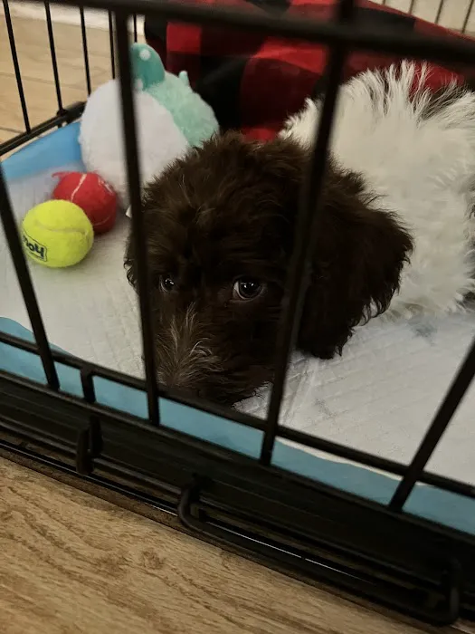 The Puppy Store Henderson Picture 10
