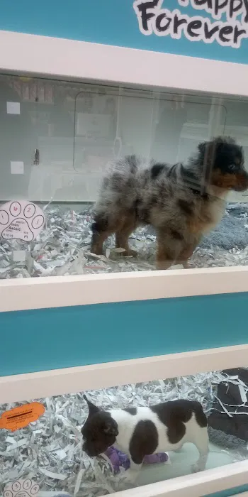 The Puppy Store Henderson Picture 9