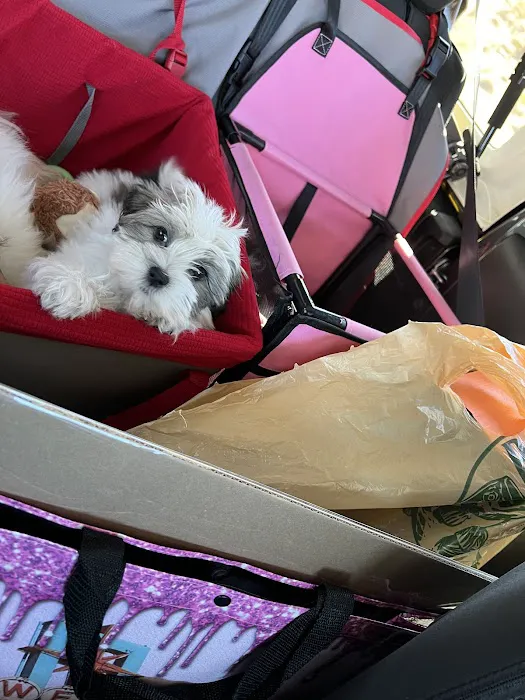 The Puppy Store Henderson Picture 7