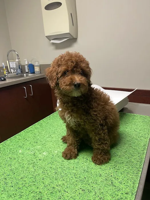 Vinegar Hill Veterinary Group- Dumbo Picture 1