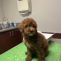 Vinegar Hill Veterinary Group- Dumbo ico