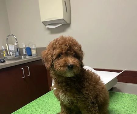 Vinegar Hill Veterinary Group- Dumbo