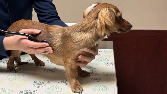 Vinegar Hill Veterinary Group- Dumbo Picture 4