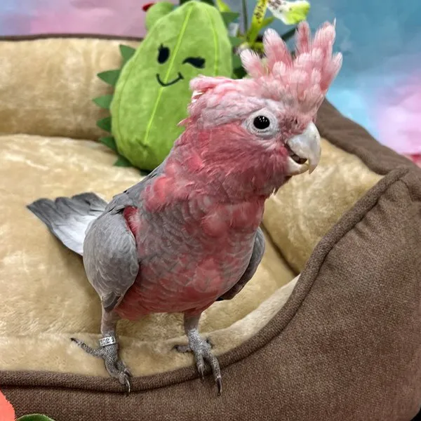 Petland Las Vegas Picture 1