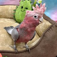 Petland Las Vegas ico