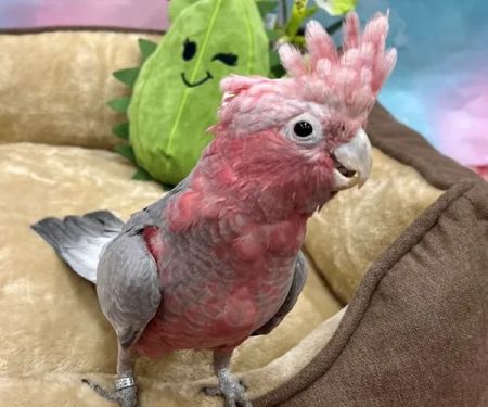 Petland Las Vegas