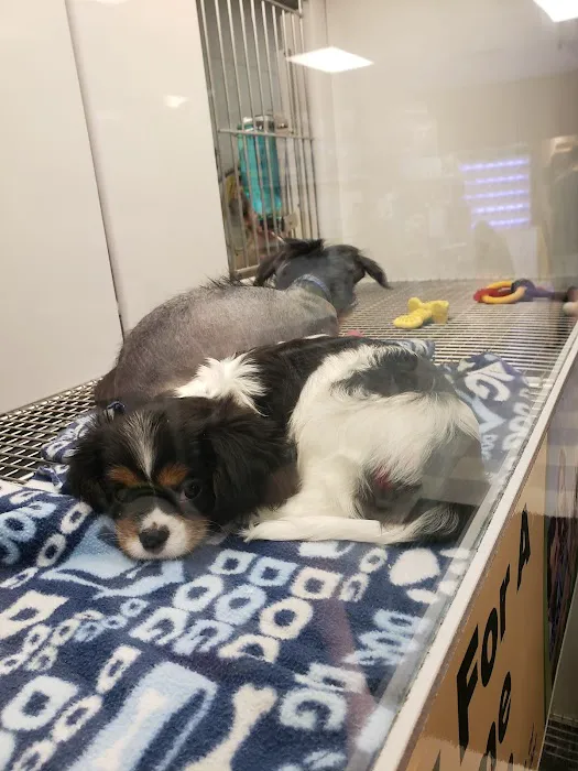 Petland Las Vegas Picture 4