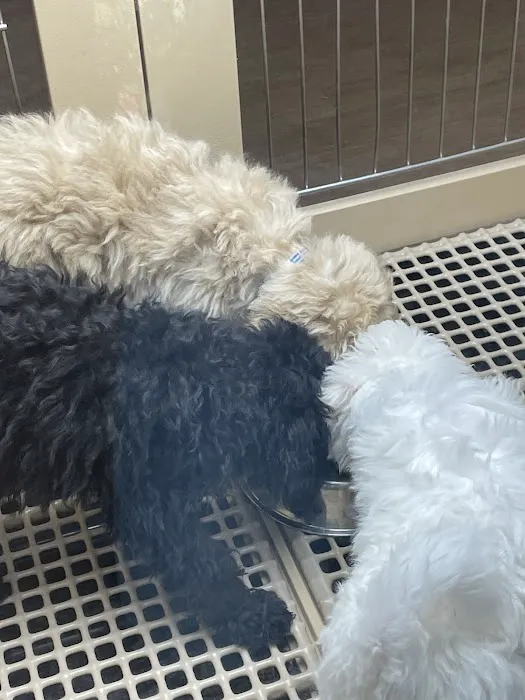 Petland Las Vegas Picture 5