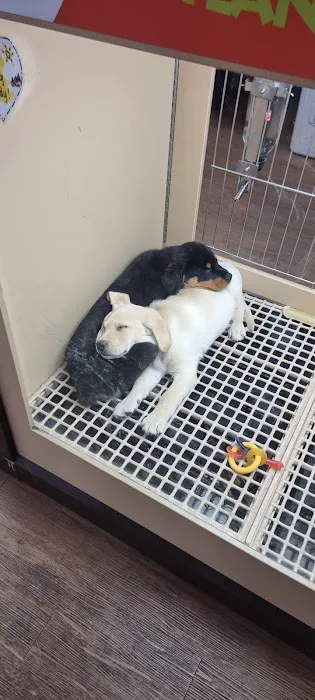 Petland Las Vegas Picture 7