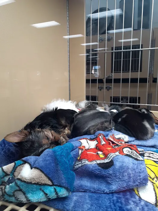 Petland Las Vegas Picture 10