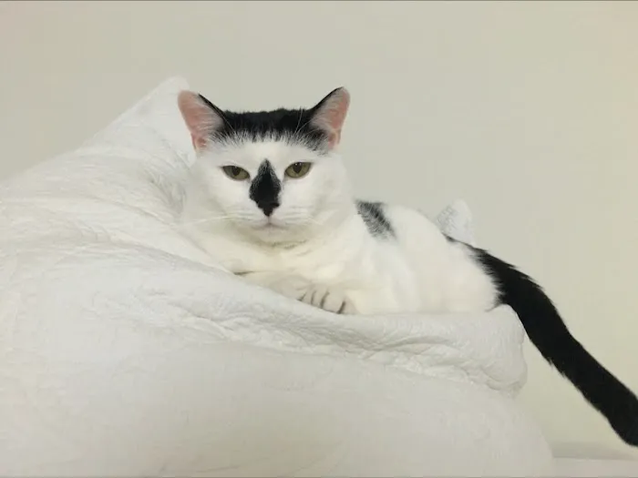 Vinegar Hill Veterinary Group- Brooklyn Heights Picture 5