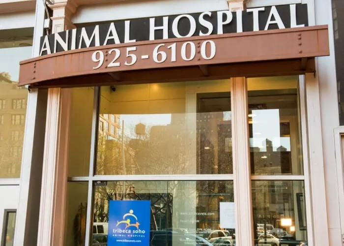 Tribeca Soho Animal Hospital Picture 2