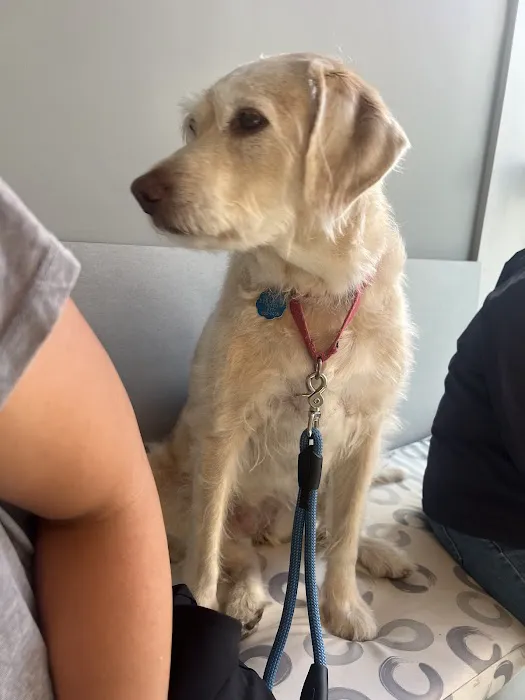 Tribeca Soho Animal Hospital Picture 7