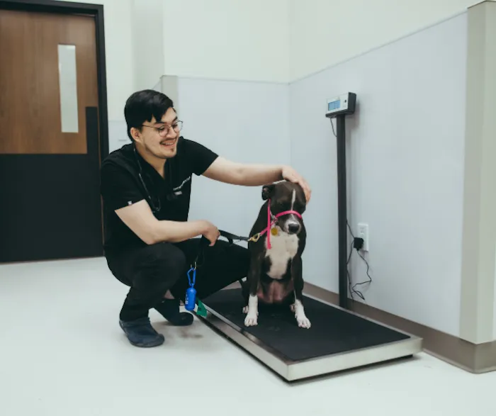 Pure Paws Veterinary Care of Hudson Square Picture 6