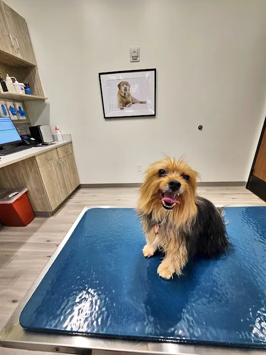 Pure Paws Veterinary Care of Hudson Square Picture 8