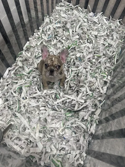 Puppies For Less - Sahara Las Vegas Picture 1