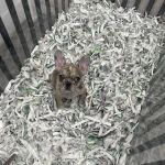 Puppies For Less - Sahara Las Vegas